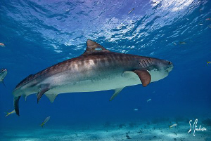 Tiger Shark and her stripes under the sun at Tiger Beach. by Steven Anderson 